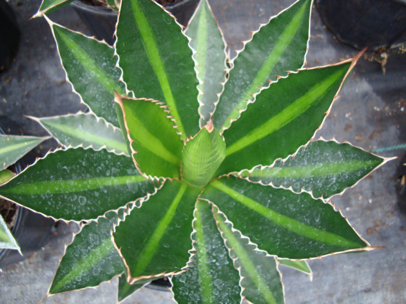 Leaf - Plant stem