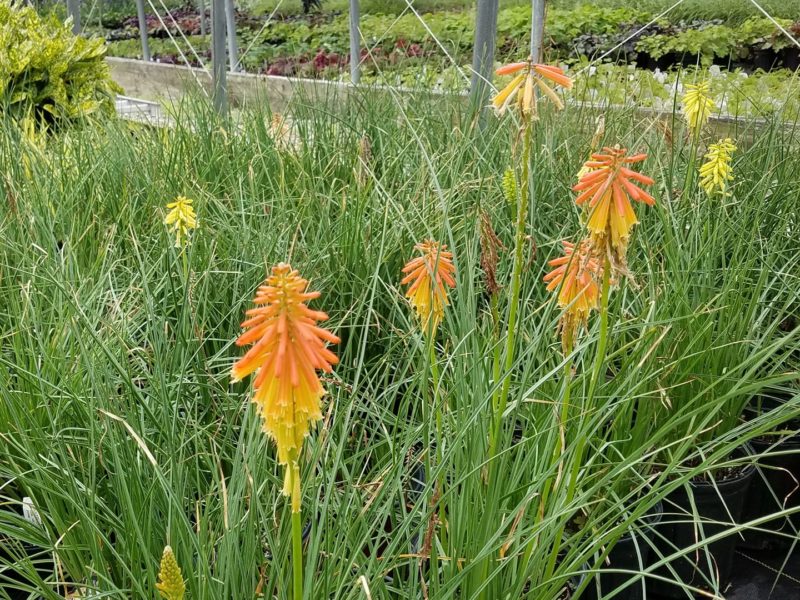 Grasses - Flowering plant