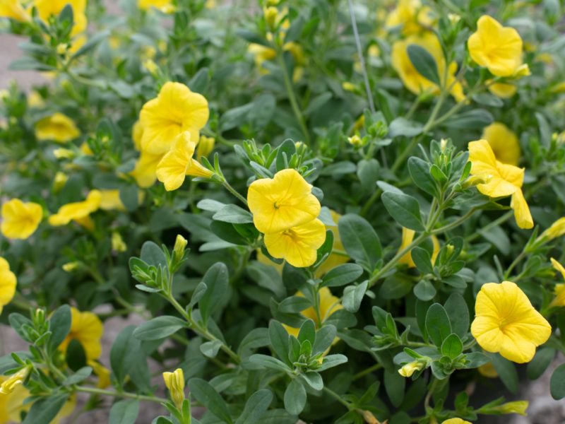 Annual plant - Flowering plant