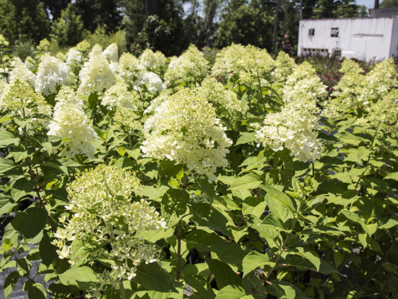 Hydrangea - Shrub