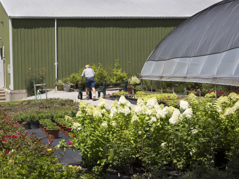 Flower - Roof