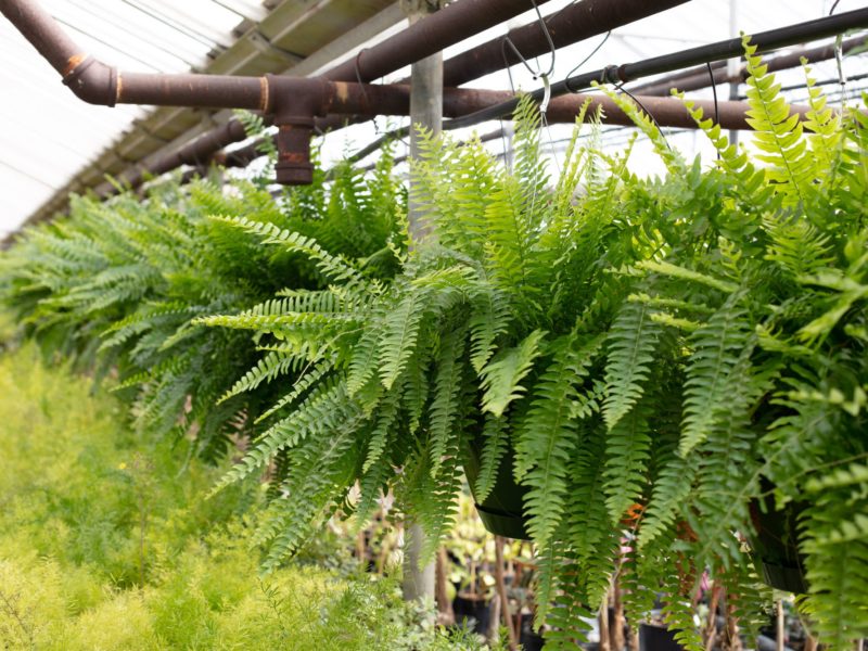 Sword fern - Fern