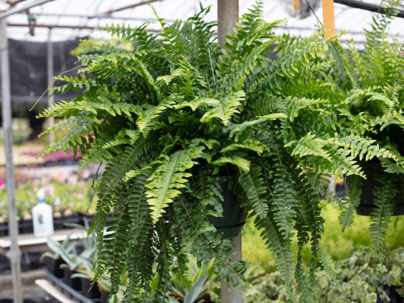 Sword fern - Fern