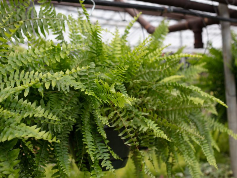 Fern - Sword fern