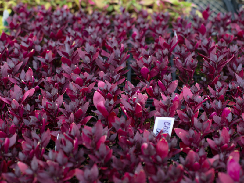 Shrub - Alternanthera Choco Chili