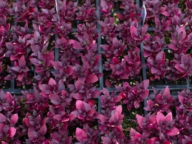 Shrub - Flowering plant