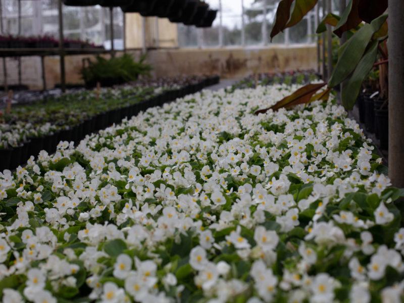 Flower - Flowering plant