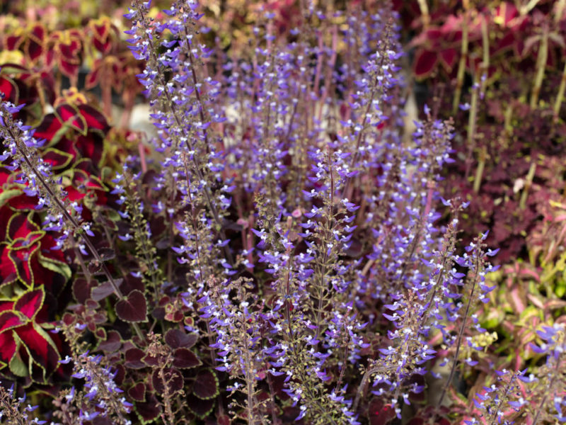 Flowering plant - Flower