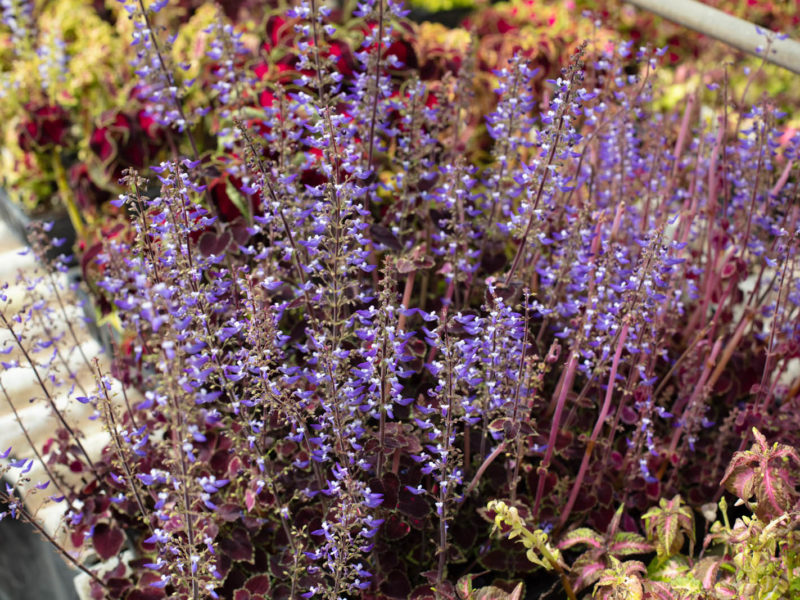 Flowering plant - English lavender
