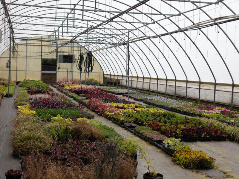 Plant - Greenhouse