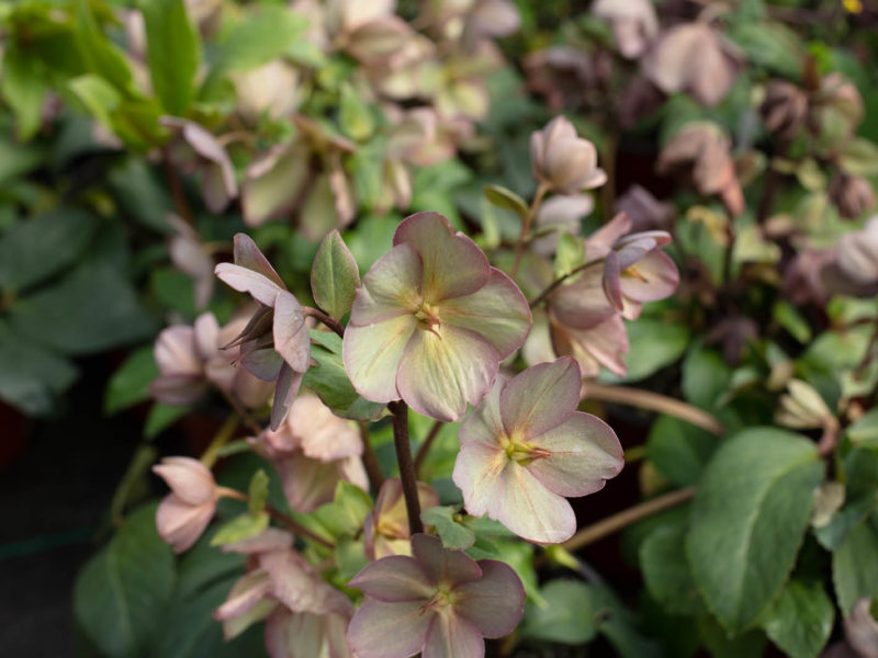 Flower - Flowering plant