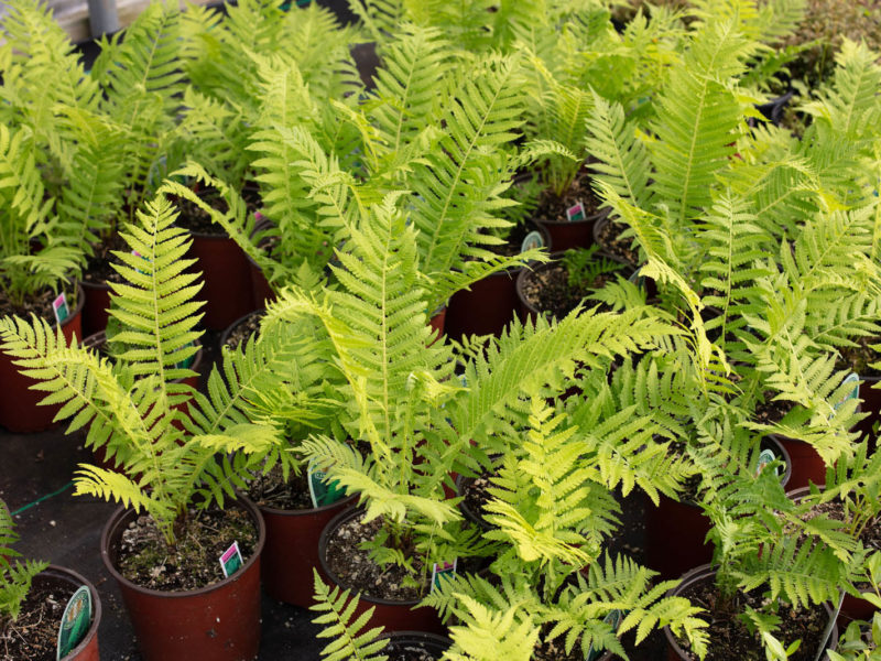 West Hills Greenhouses, Inc. - Ostrich Fern