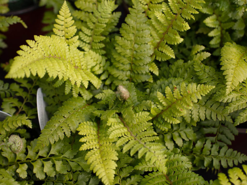 Groundcover - Fern