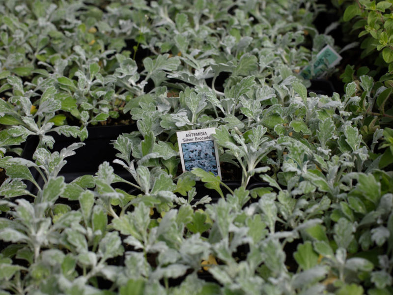 Herb - Groundcover