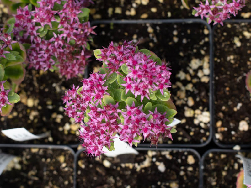 Evergreen candytuft - Annual plant