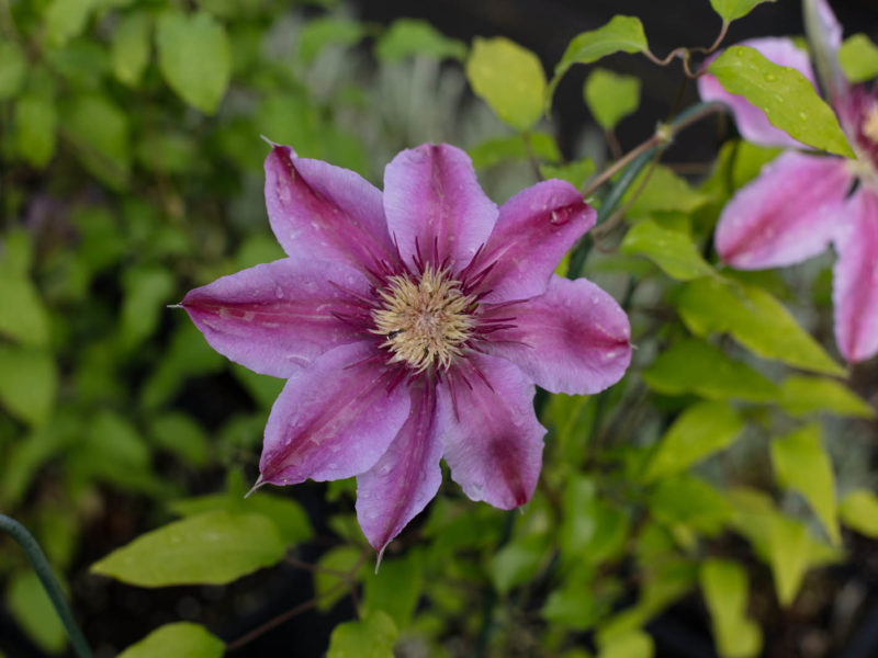 Flower - Flowering plant