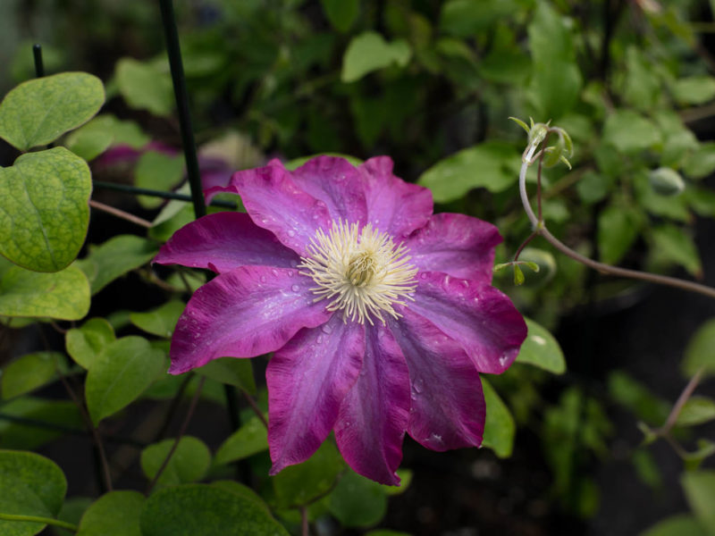 Flower - Flowering plant