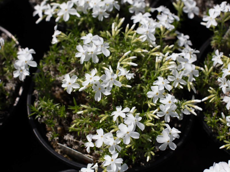 Evergreen candytuft - Flowering plant