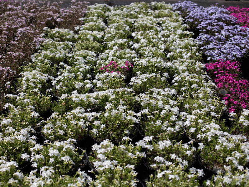 Evergreen candytuft - Flowering plant