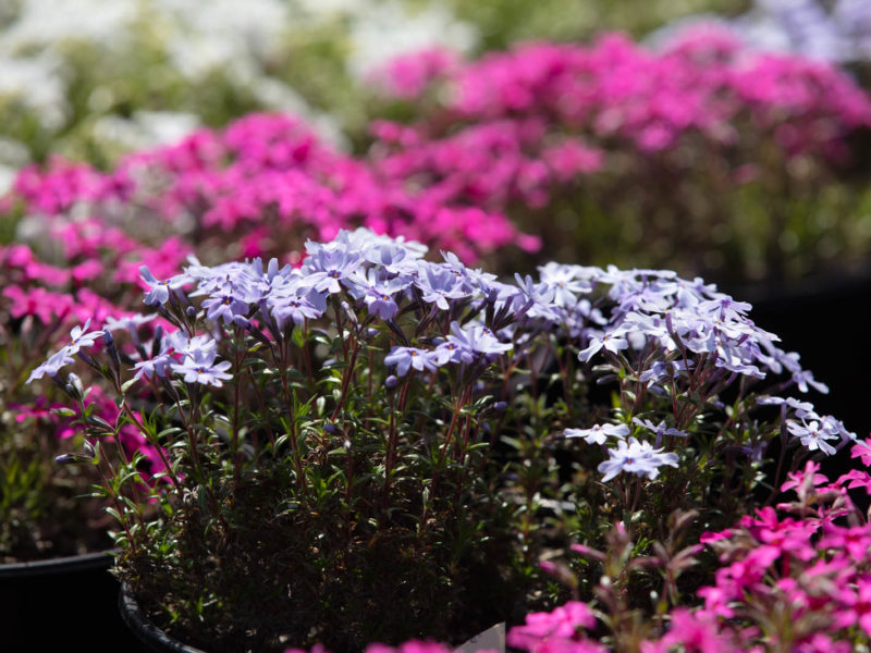 Flower - Flowering plant