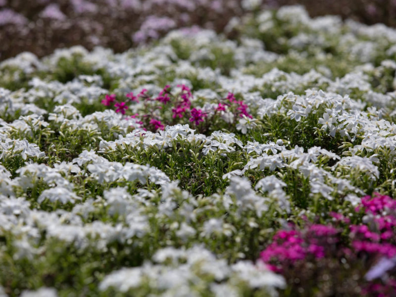 Evergreen candytuft - Flowering plant