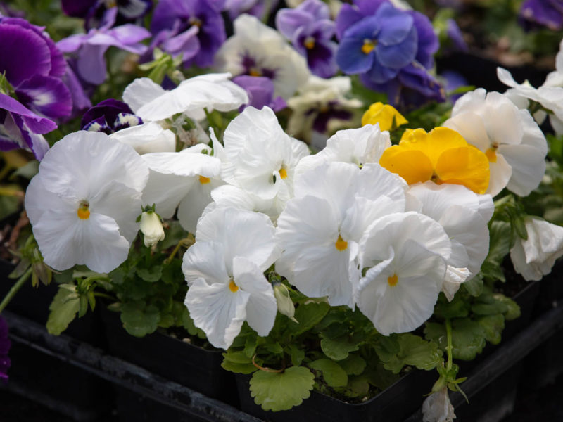 Annual plant - Flowering plant