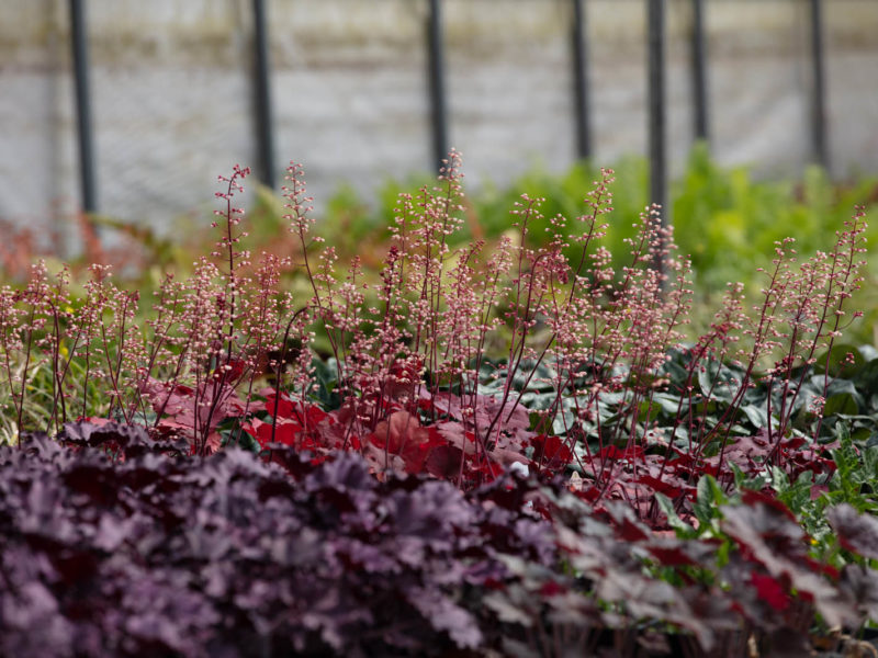 West Hills Greenhouses, Inc. - Flower