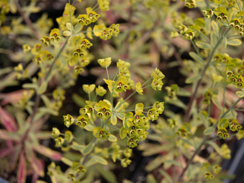 Flower - Flowering plant