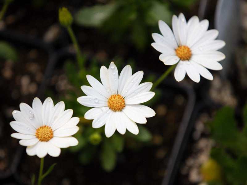 Marguerite daisy - Flowering plant