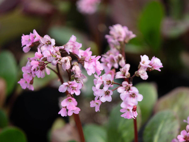 Flowering plant - Annual plant