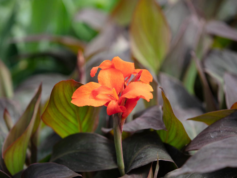 Flowering plant - Canna