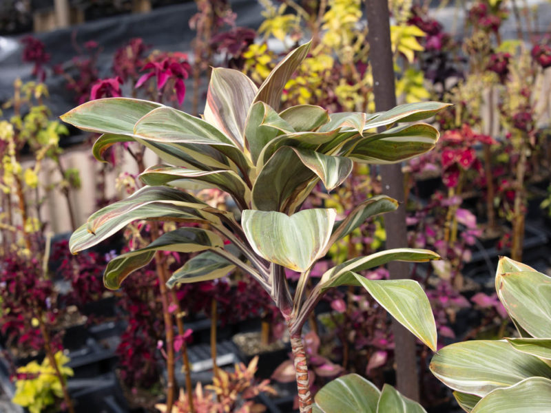 Flowering plant - Leaf