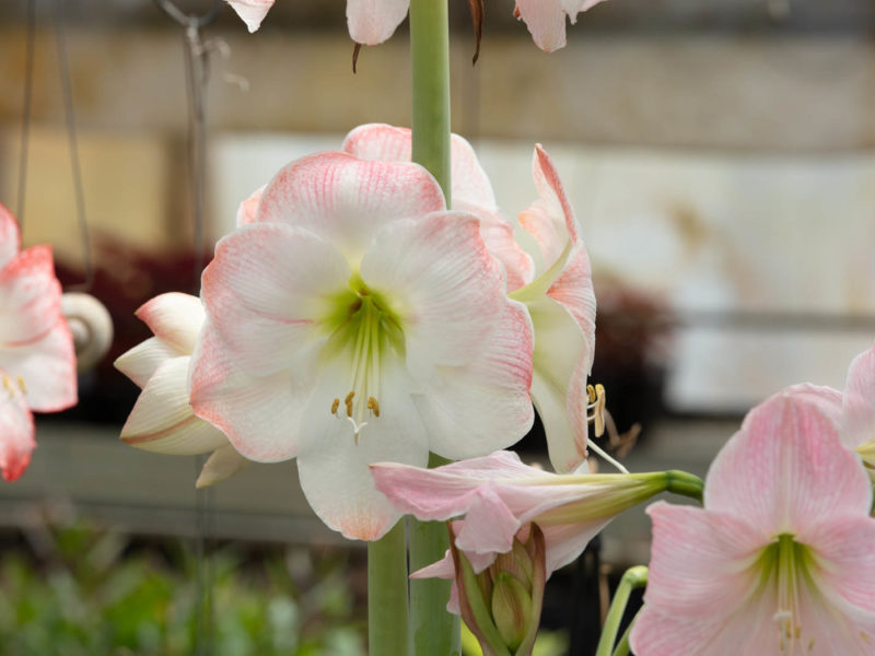 Flowering plant - Hippeastrum