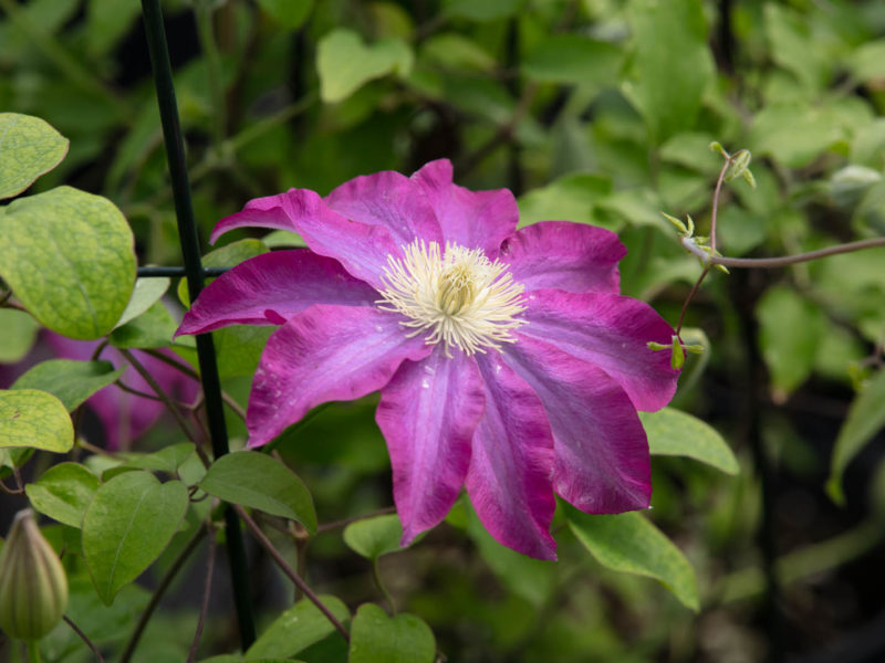 West Hills Greenhouses, Inc. - Flower