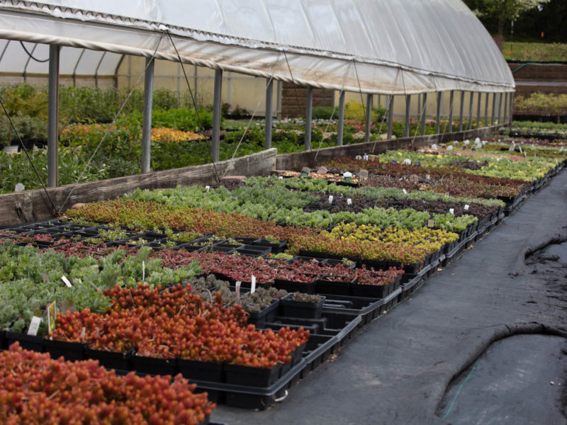 Greenhouse - Botanical garden