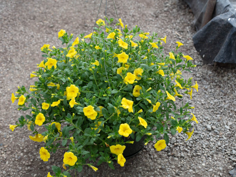 Flower - Flowering plant