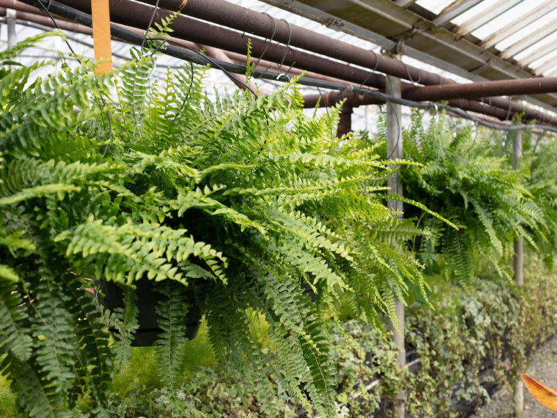 Fern - Biome