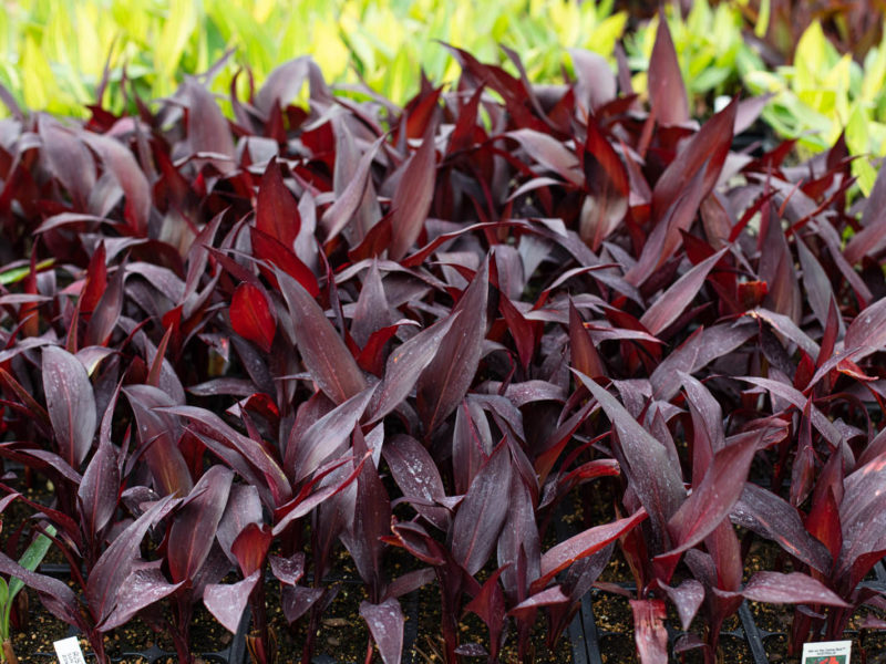 Canna - Leaf