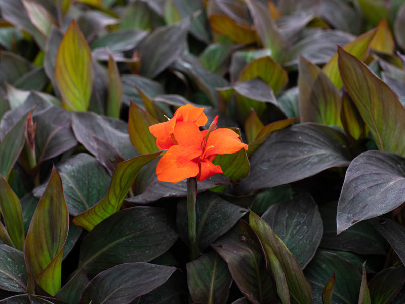 Canna - Leaf