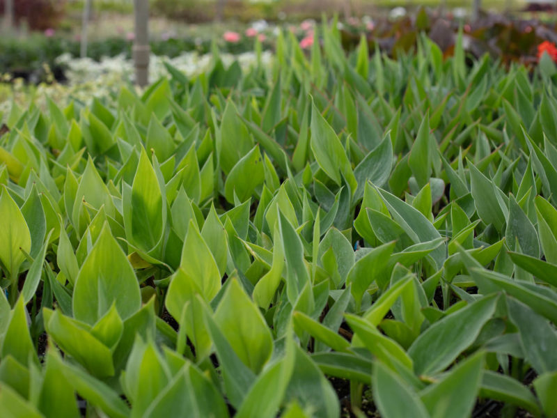 Canna - Leaf