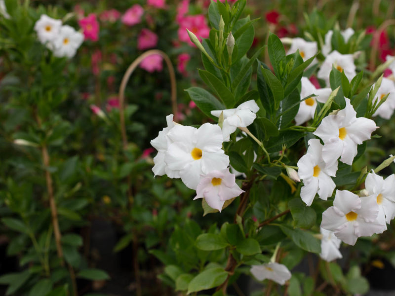 Flowering plant - Annual plant