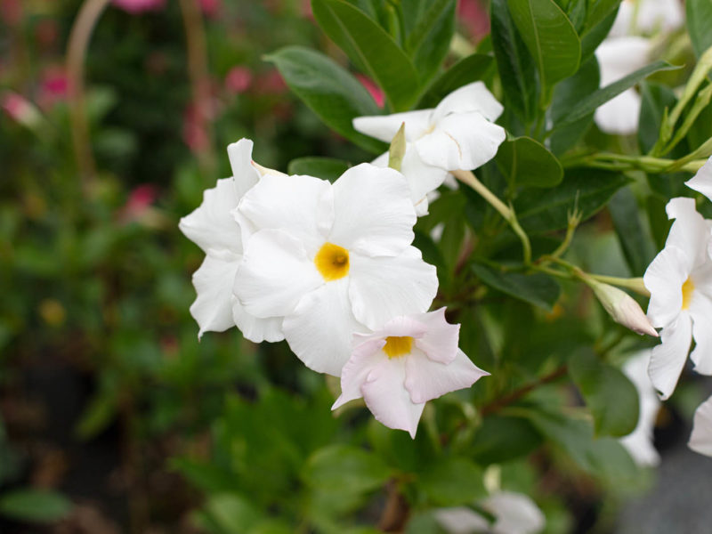 Flowering plant - Annual plant