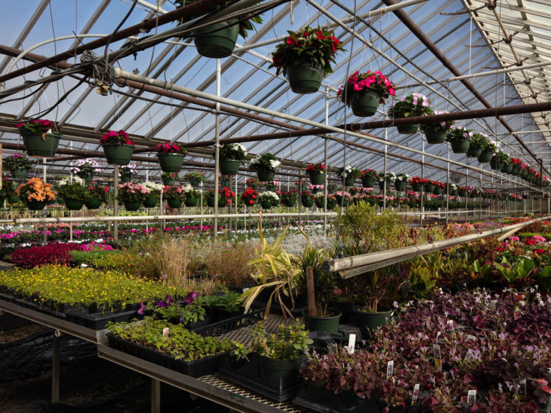 West Hills Greenhouses, Inc. - Greenhouse