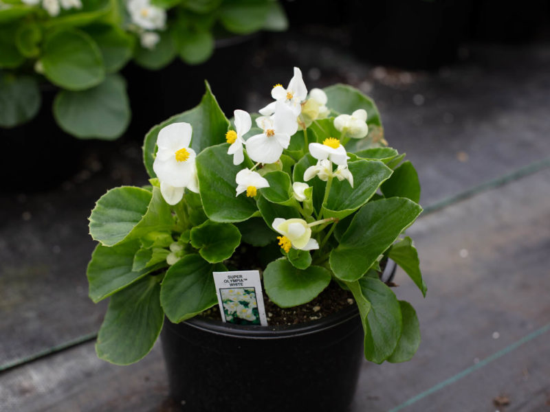 Flower - Flowering plant