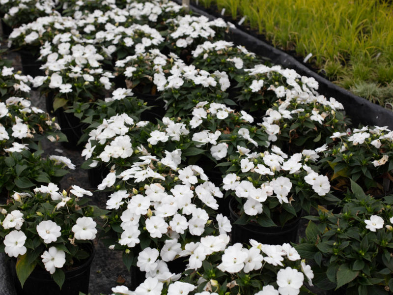 Flowering plant - Evergreen candytuft