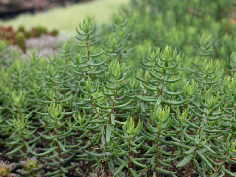 Vegetation - Biome