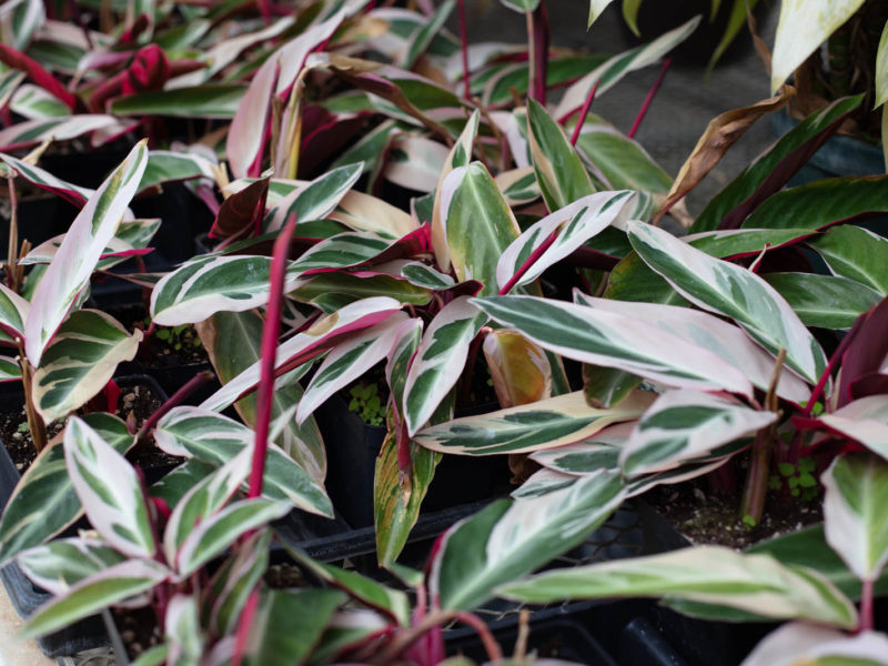 Leaf - Plant stem