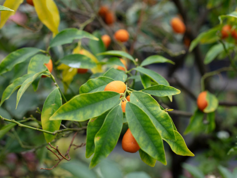 Leaf - Fruit tree