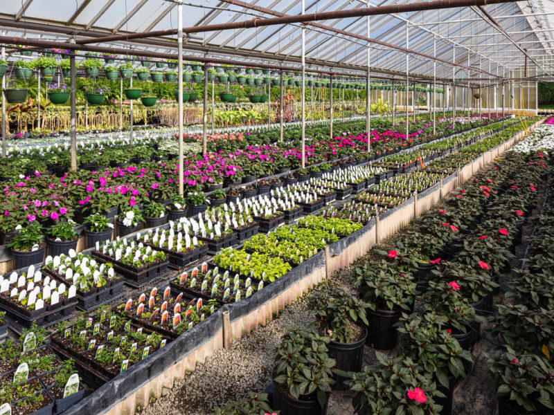 Greenhouse - Plant
