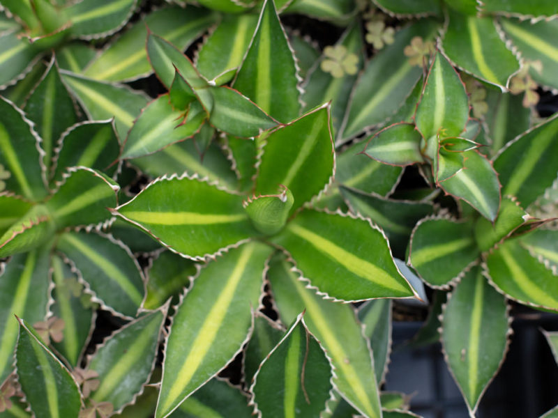 Leaf - Plant stem